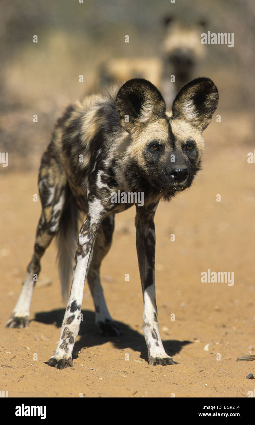 Afrikanischer Wildhund, LYKAON Pictus, in Gefangenschaft, Namibia Stockfoto