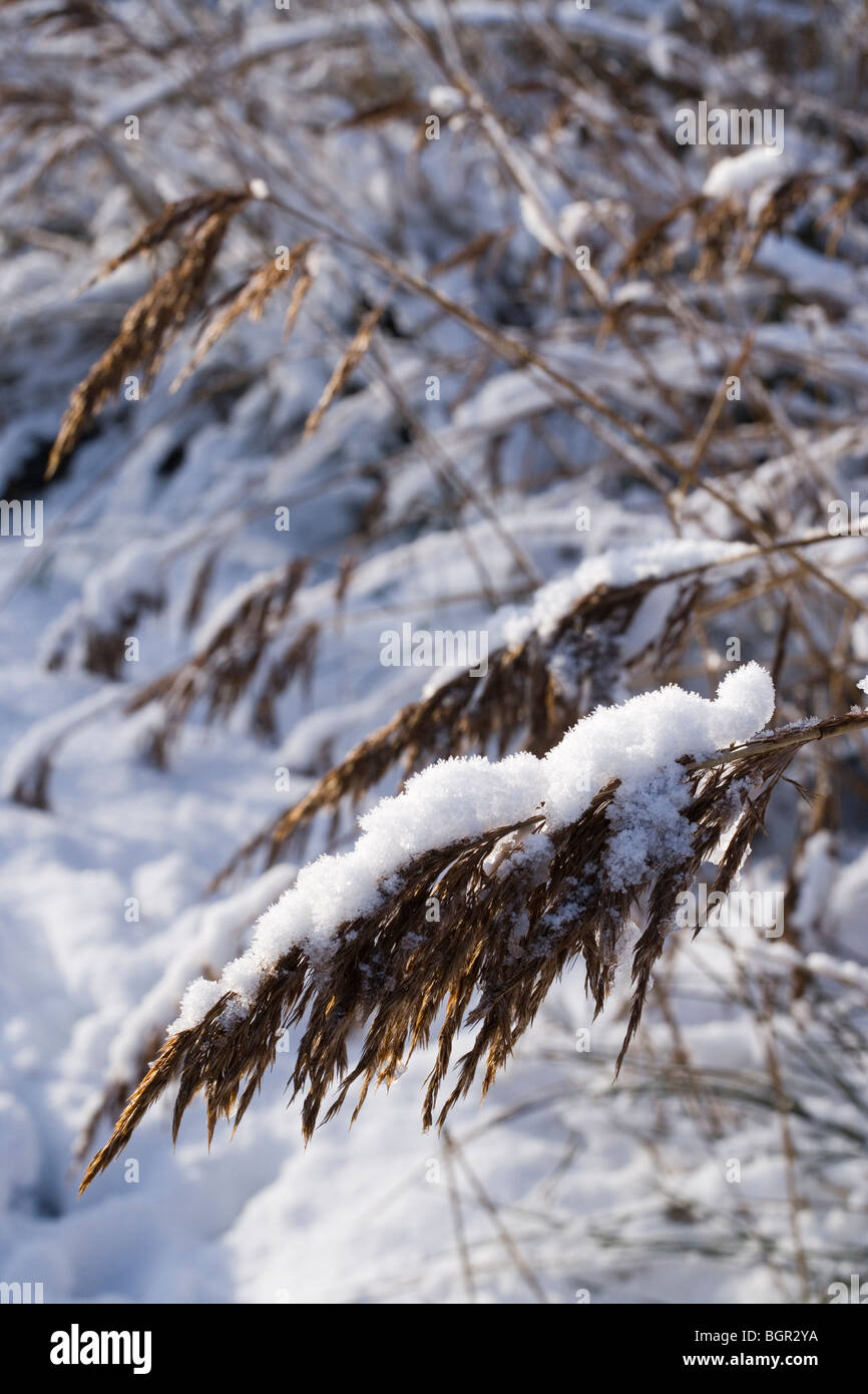 Gemeinsame oder "Norfolk" Schilf Phragmites Australis. Rispe oder Saatgut Kopf überfordert mit Schnee. Hickling, Norfolk. Winter. Stockfoto