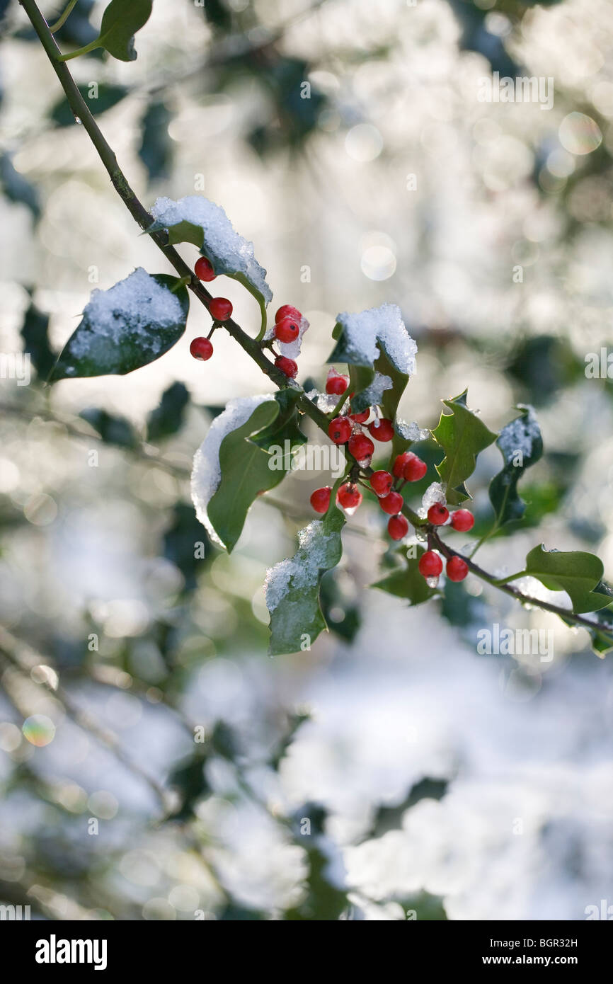 Holly, Blätter und Beeren (Ilex Aquifolium) und Schneeschmelze. Stockfoto