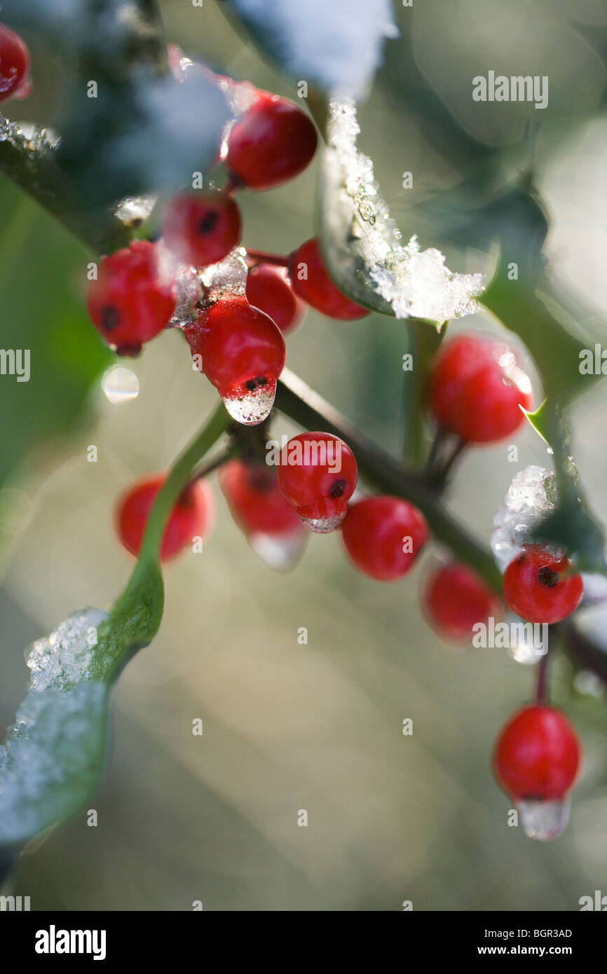 Holly Früchte oder Beeren (Ilex Aquifolium). Schneeschmelze. Stockfoto