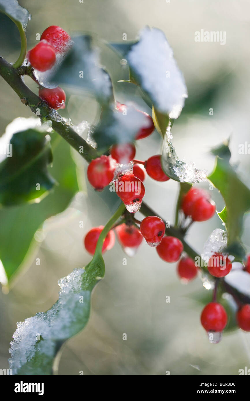 Holly und Früchte oder Beeren (Ilex Aquifolium). Winter, Schnee schmelzen Stockfoto