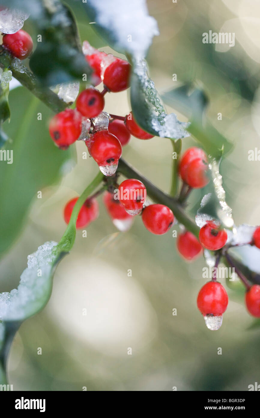 Stechpalme (Ilex Aquifolium). Früchte oder Beeren. Schneeschmelze. Stockfoto
