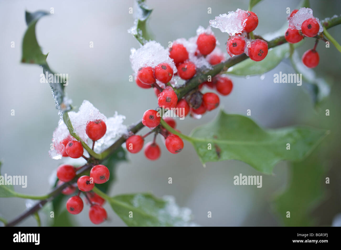 Stechpalme (Ilex Aquifolium). Früchte oder Beeren. Schneeschmelze. Stockfoto