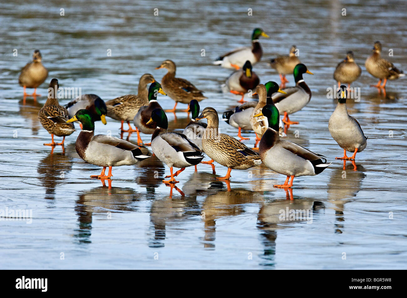 Gruppe von Mallard Enten stehen auf dem Eis in Clark County, Indiana Stockfoto