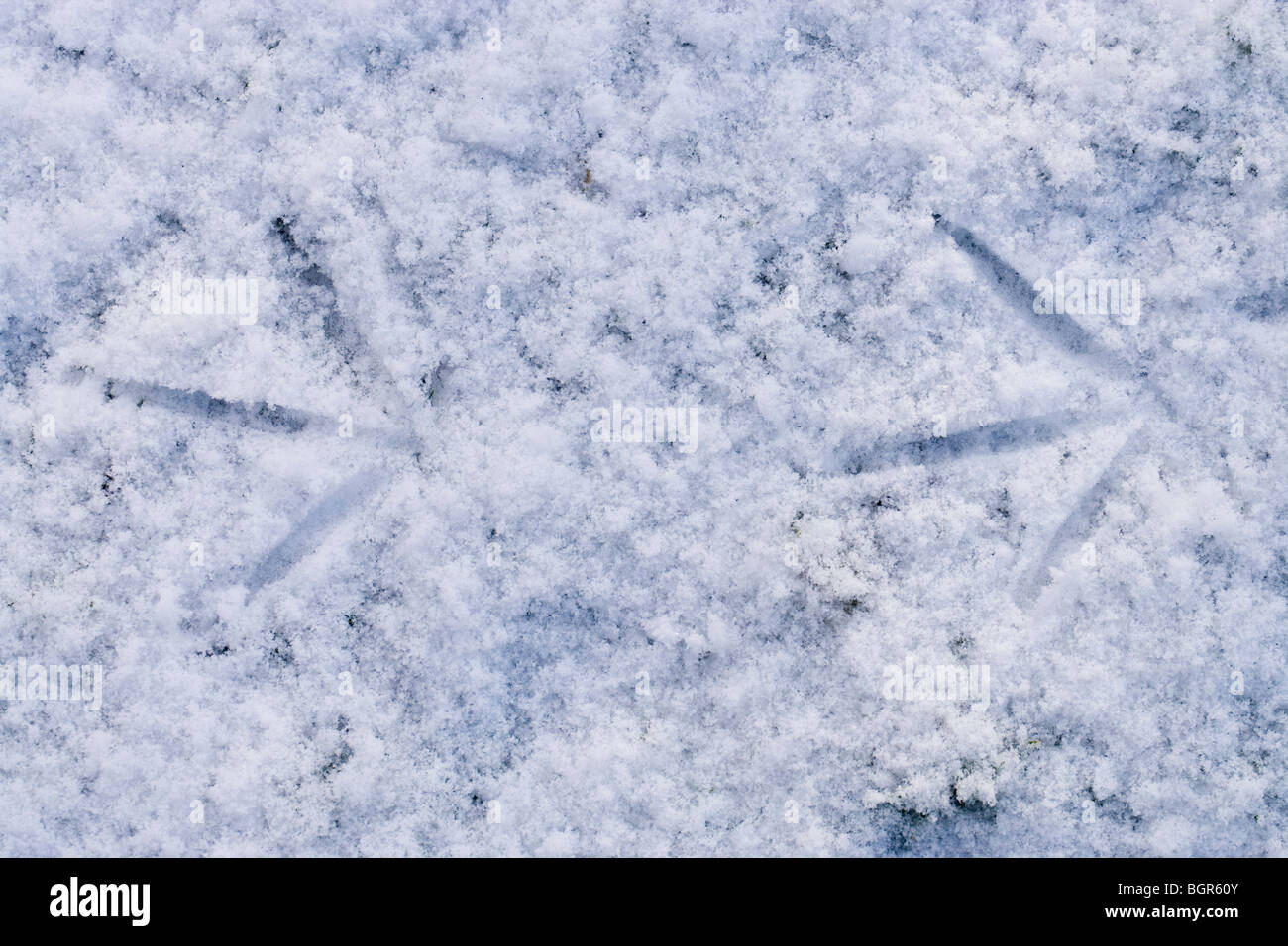 Teichhuhn (Gallinula Chloropus). Präsenz in kürzlich gefallene Schnee auf zugefrorenen Teich. Stockfoto