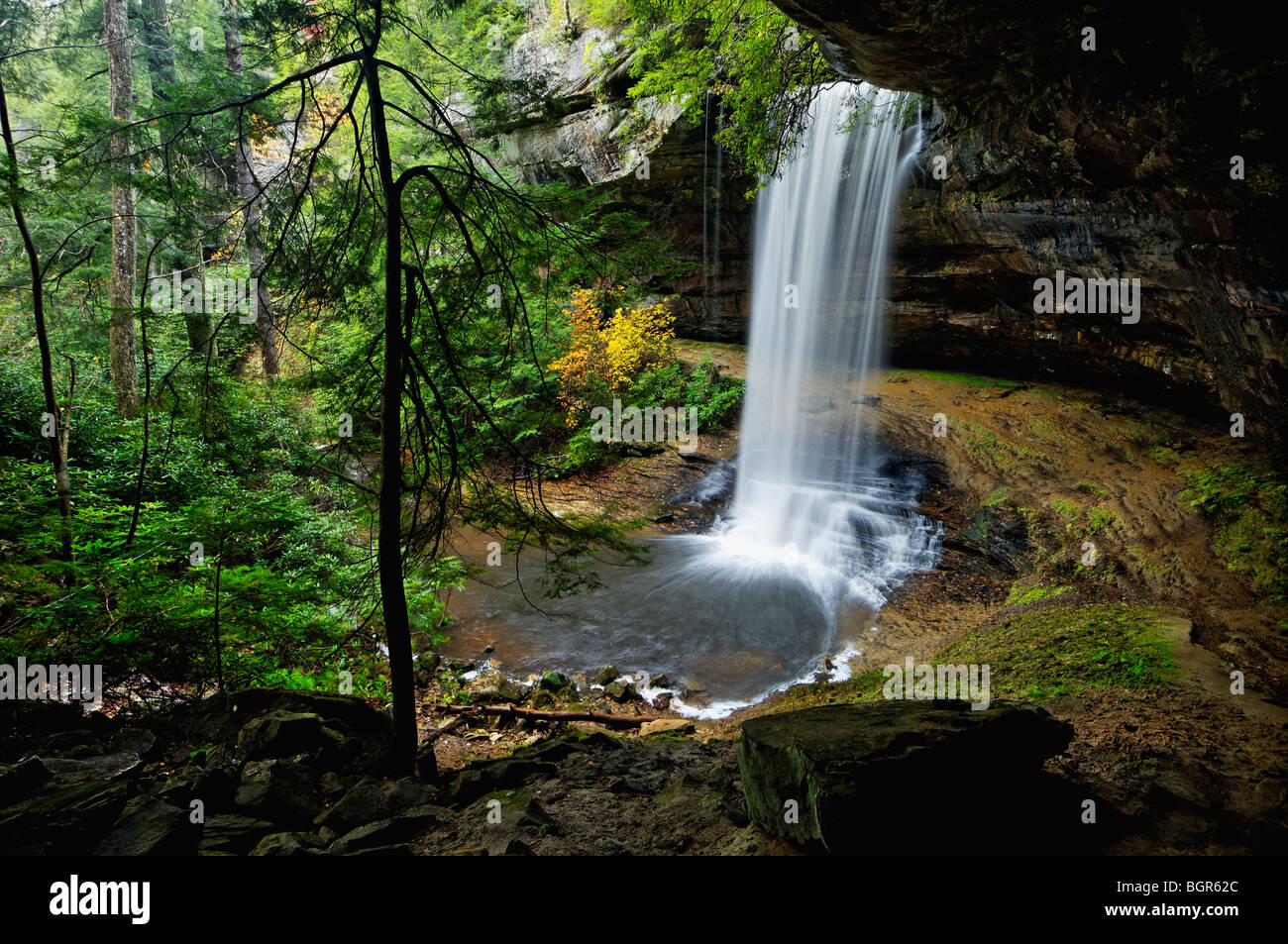 Northrup verliebt sich in Colditz Cove State Natural Area in Fentress County, Tennessee Stockfoto