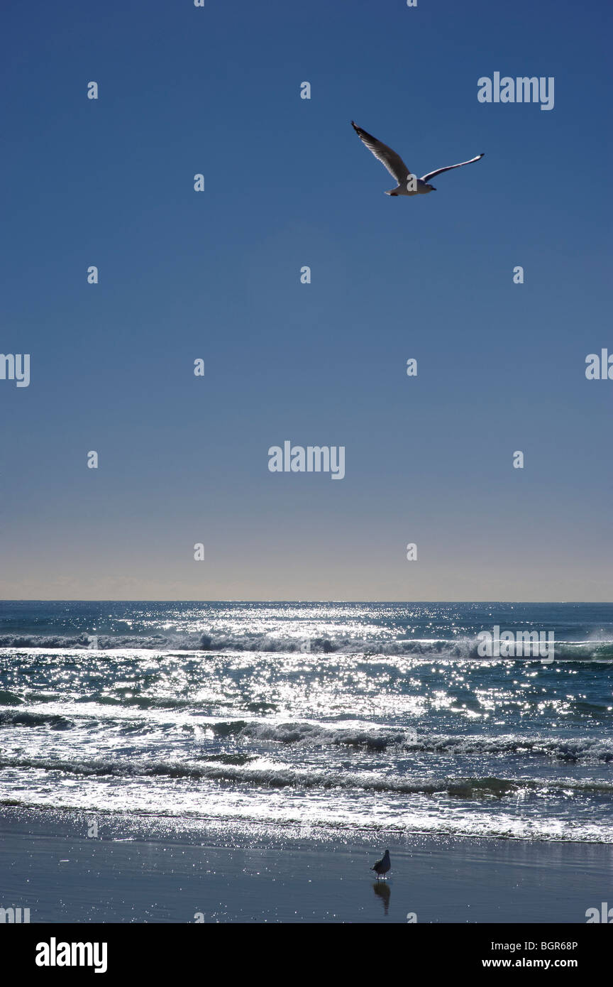 Glitzernde Meer mit einem klaren, blauen Himmel und Möwen Stockfoto