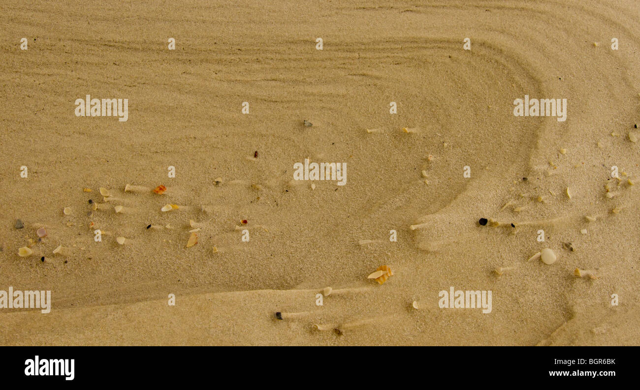 Muscheln im Sand Strand von harten Wind ausgesetzt. Stockfoto