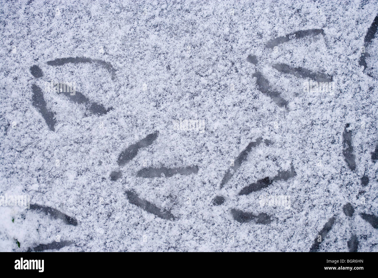 Stockente (Anas platyrhynchos), Fuß Ausdrucke in einer Schnee auf der Eisfläche. Stockfoto