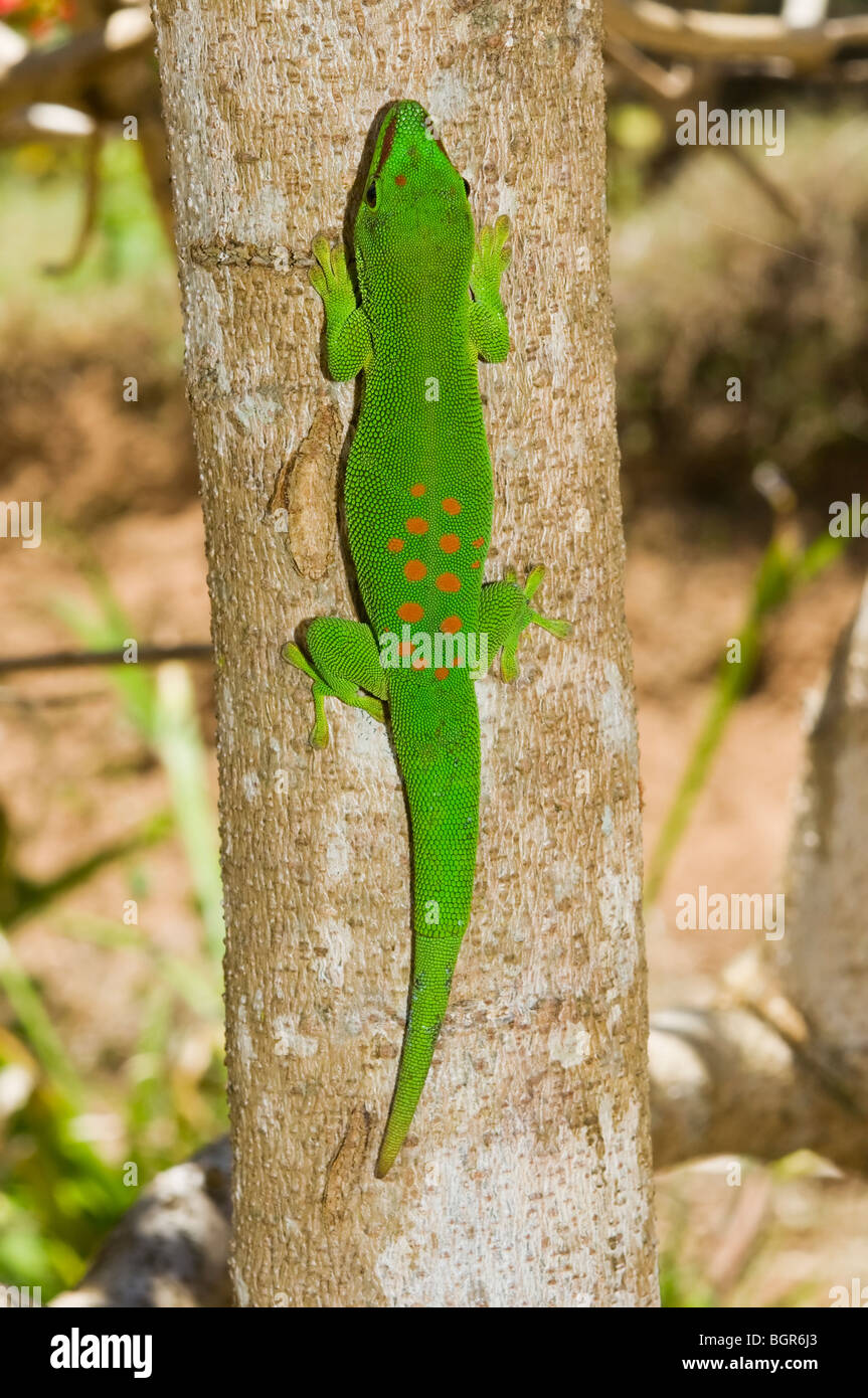Riesen Madagaskar Taggecko (Phelsuma madagascariensis grandis), Madagaskar Stockfoto