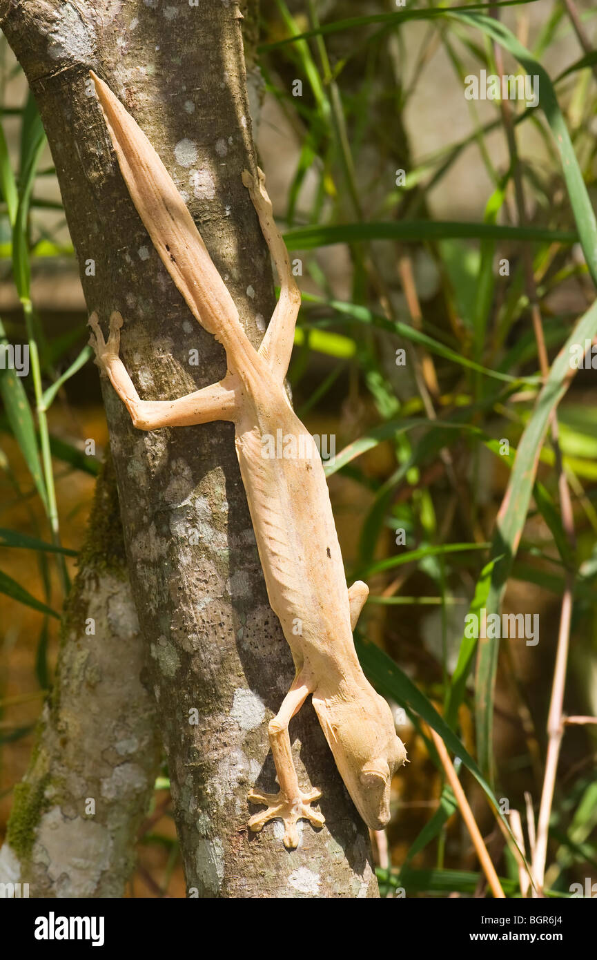 Uroplatus Lineatus, Madagaskar Stockfoto