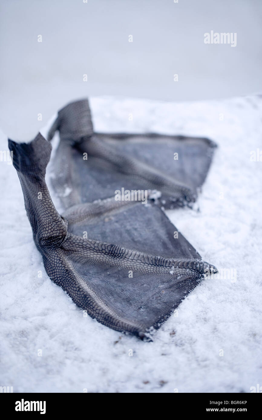 Höckerschwan (Cygnus olor). Schwimmhäuten im Schnee auf der Oberfläche des Eis. Winter. Stockfoto