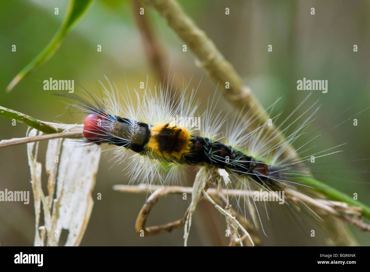 Caterpillar, Madagaskar Stockfoto