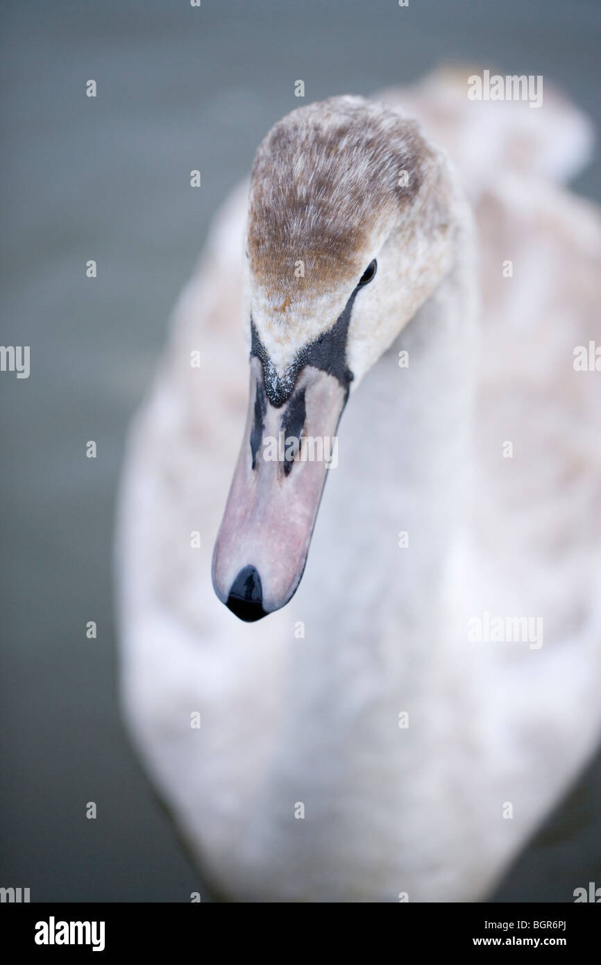 Höckerschwan (Cygnus Olor). Juvenile oder unreifen Vogel. Ersten Winter. Stockfoto