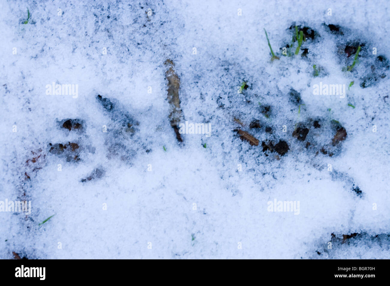 Grau-Eichhörnchen (Sciurus Carolinensis). Fußspuren im weichen Schnee. Stockfoto