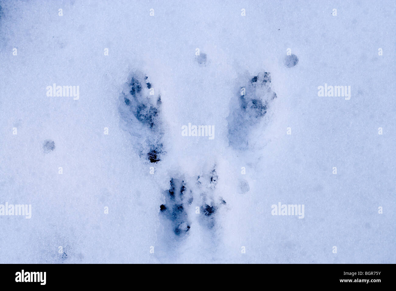 Graue Eichhörnchen (Sciurus carolinensis). Vollständiger Satz von vier Fuß druckt im Schnee. Abdrücke deuten die Vorwärtsbewegung, hüpfend, mit der hinteren Füße Landung vor. Stockfoto