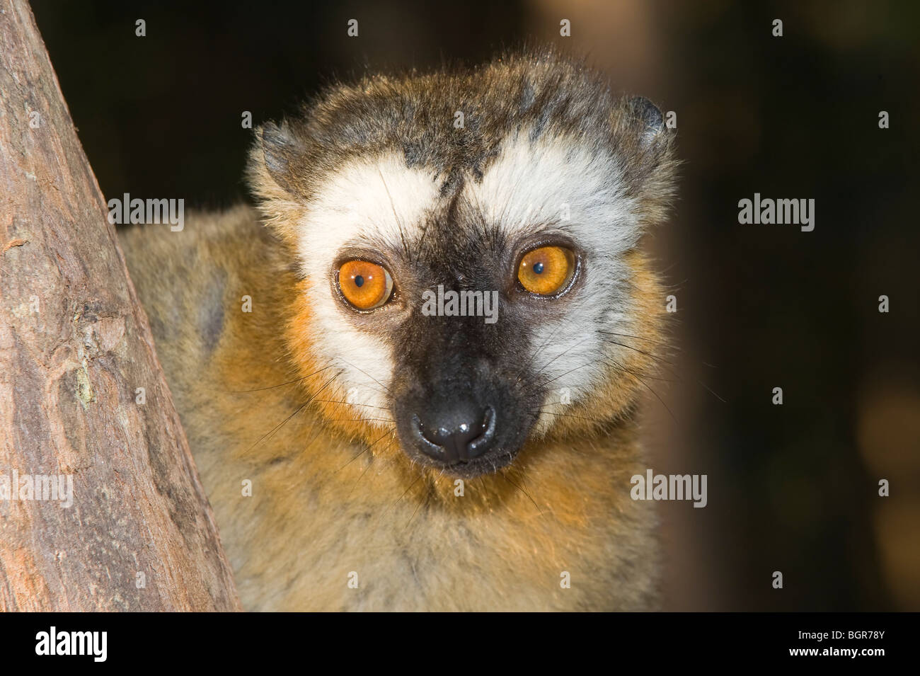 Rot-Fronted brauner Lemur (Eulemur Rufus), Madagaskar Stockfoto