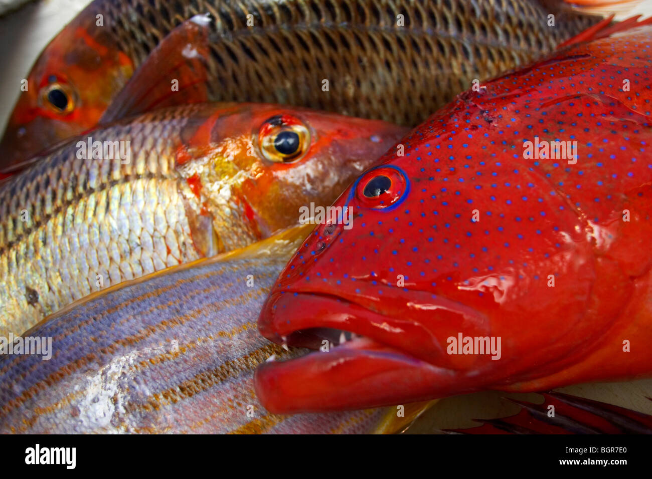 Frische Fische gefangen auf dem Great Barrier Reef Australien Stockfoto