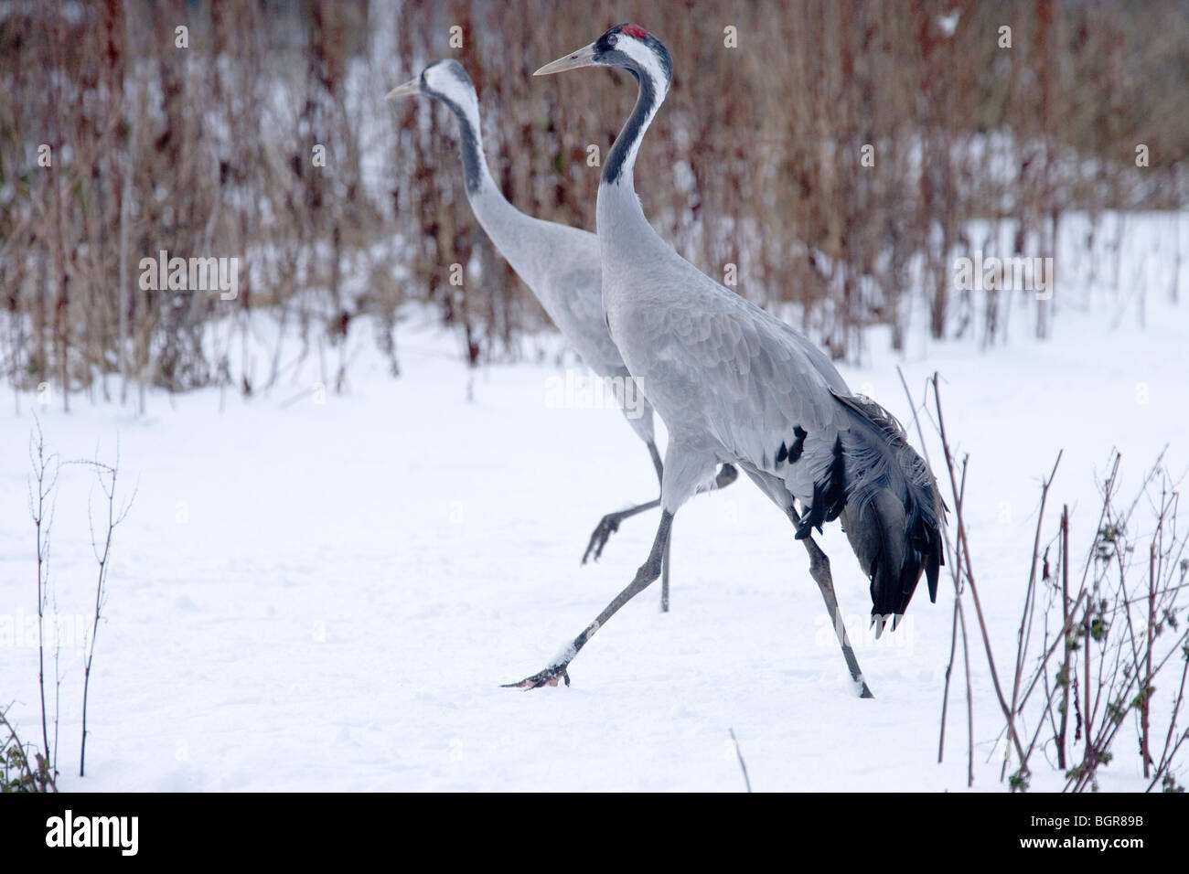 Europäisch, eurasischen oder Kraniche (Grus Grus). Geklebte paar im Winter, Norfolk. England. Stockfoto