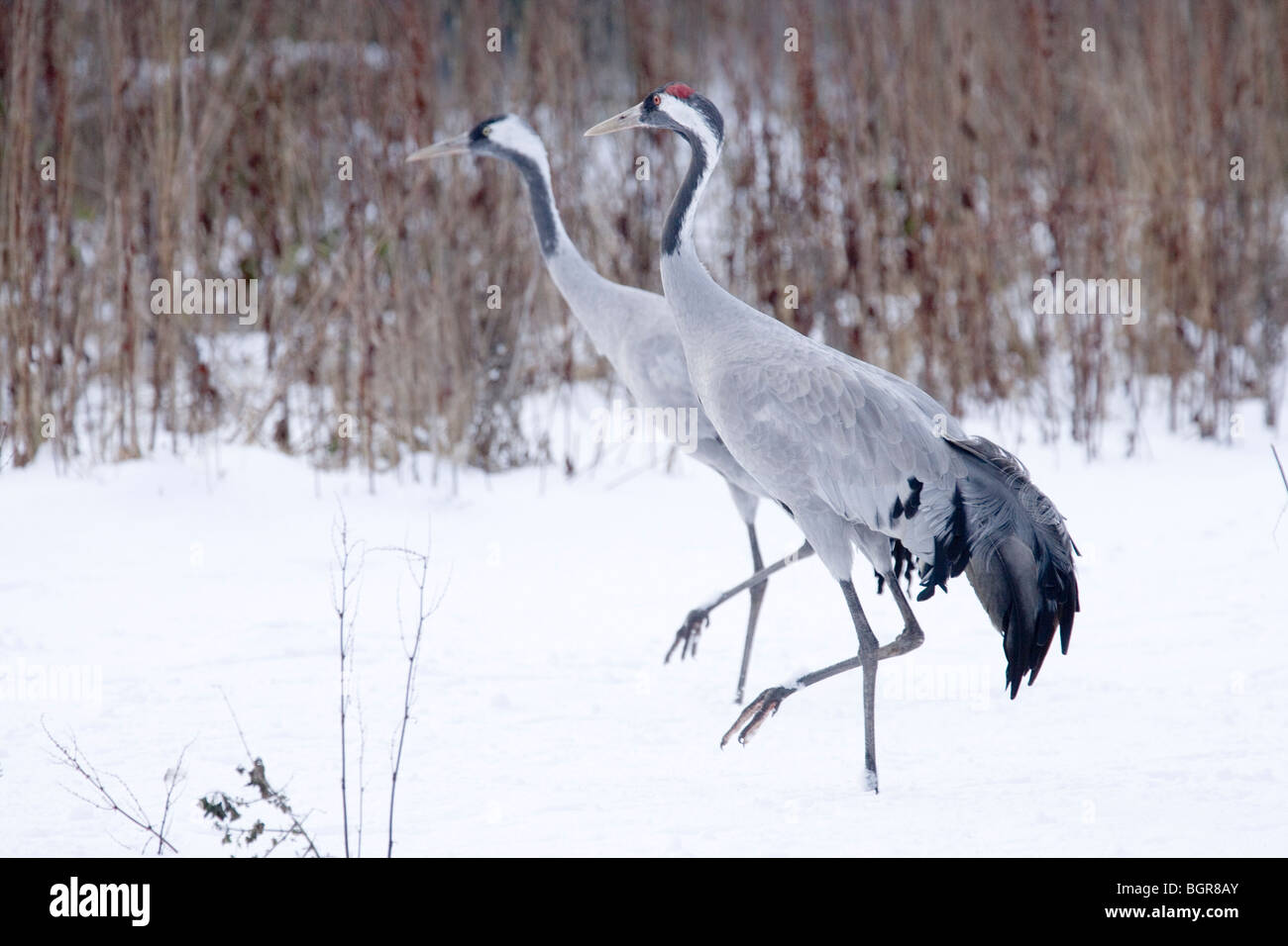 Gemeinsamen, europäischen oder eurasischer Kranich (Grus Grus). Paar In harten klimatischen Bedingungen. Winter. Norfolk. Stockfoto