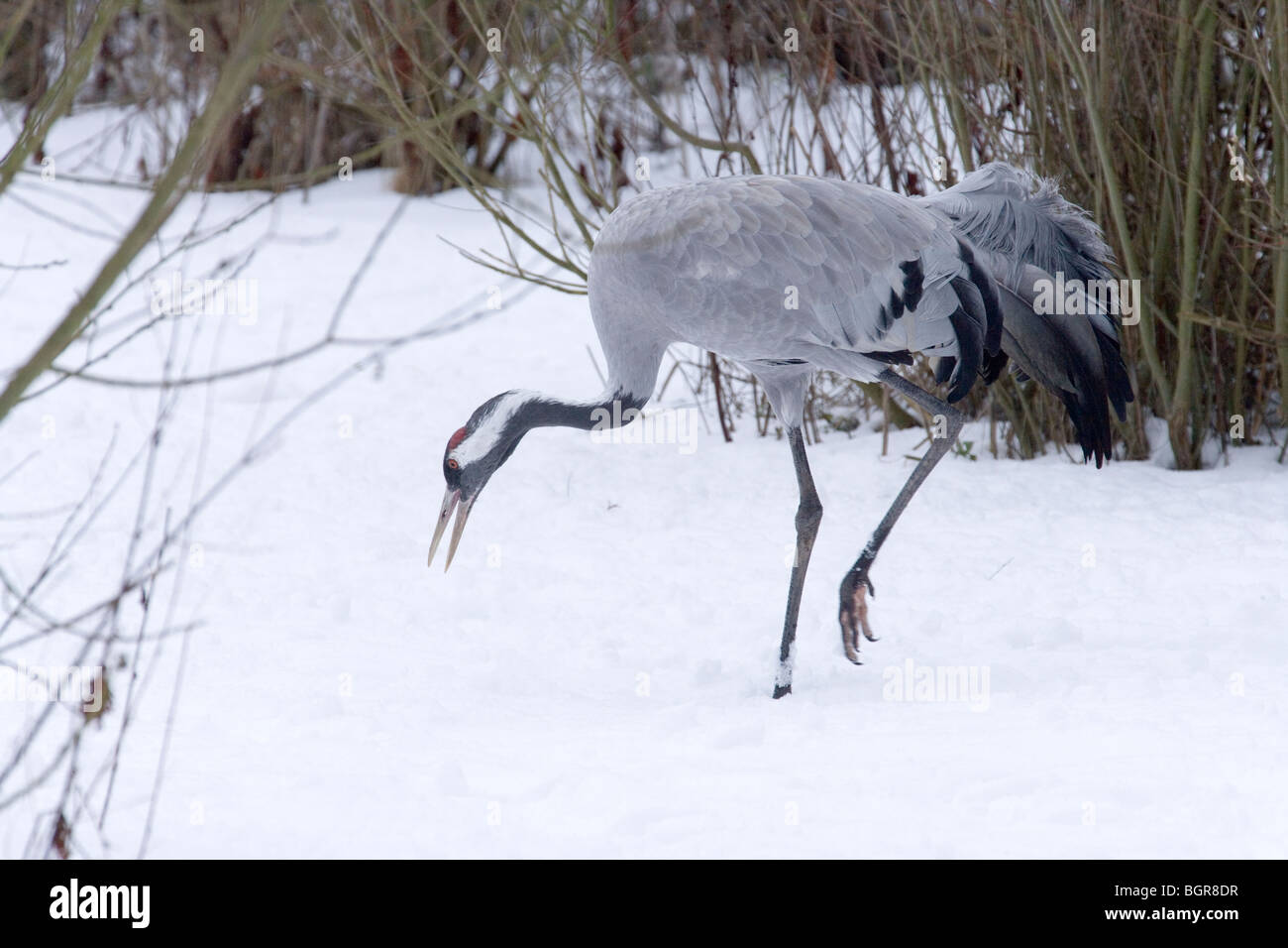 Gemeinsamen, europäischen oder eurasischer Kranich (Grus Grus). Nahrungssuche unter harten klimatischen Bedingungen. Winter. Norfolk. Stockfoto