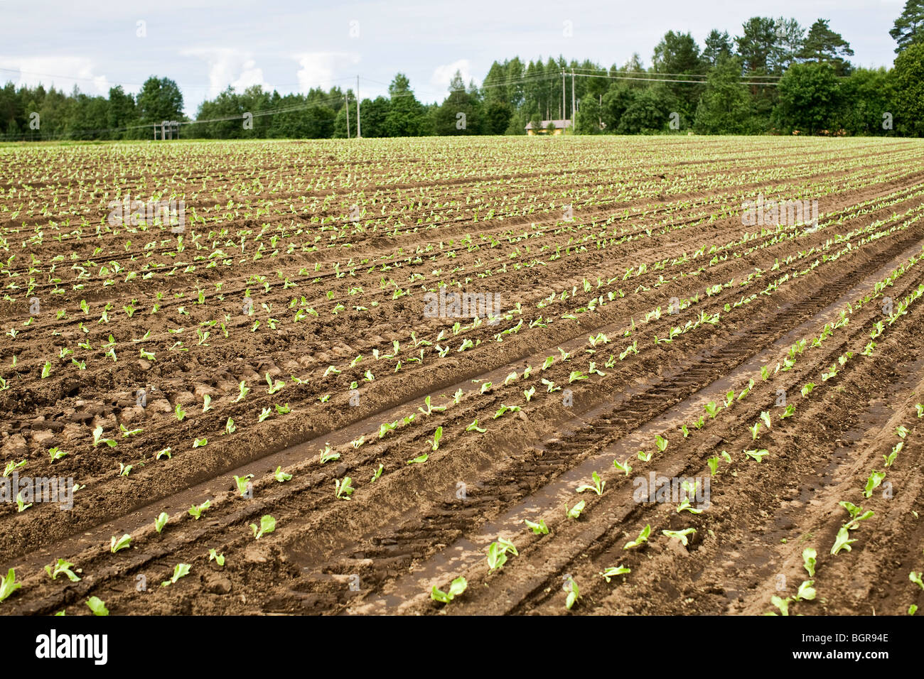 Ein Feld von Eisbergsalat, Finnland. Stockfoto