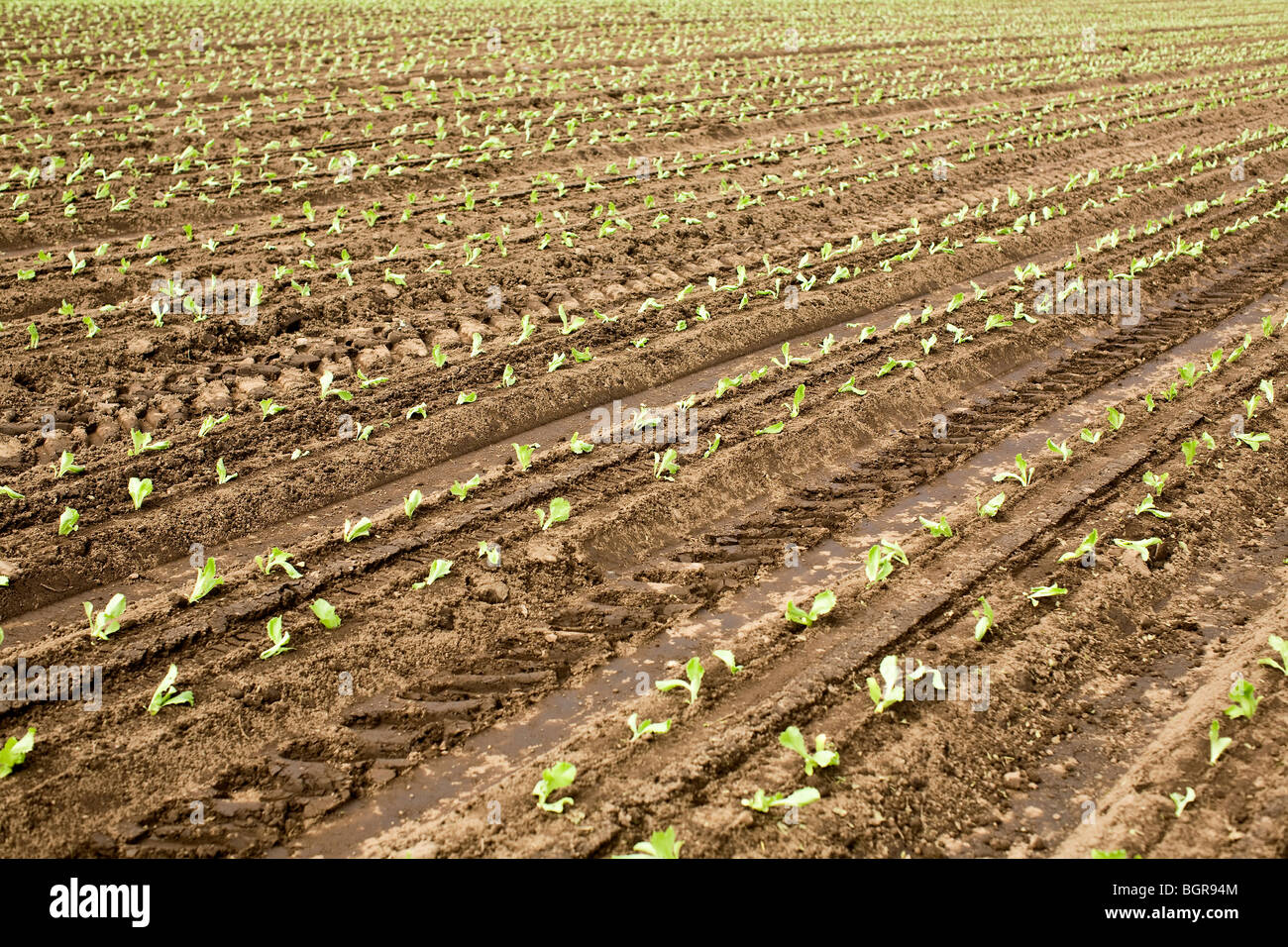 Ein Feld von Eisbergsalat, Finnland. Stockfoto