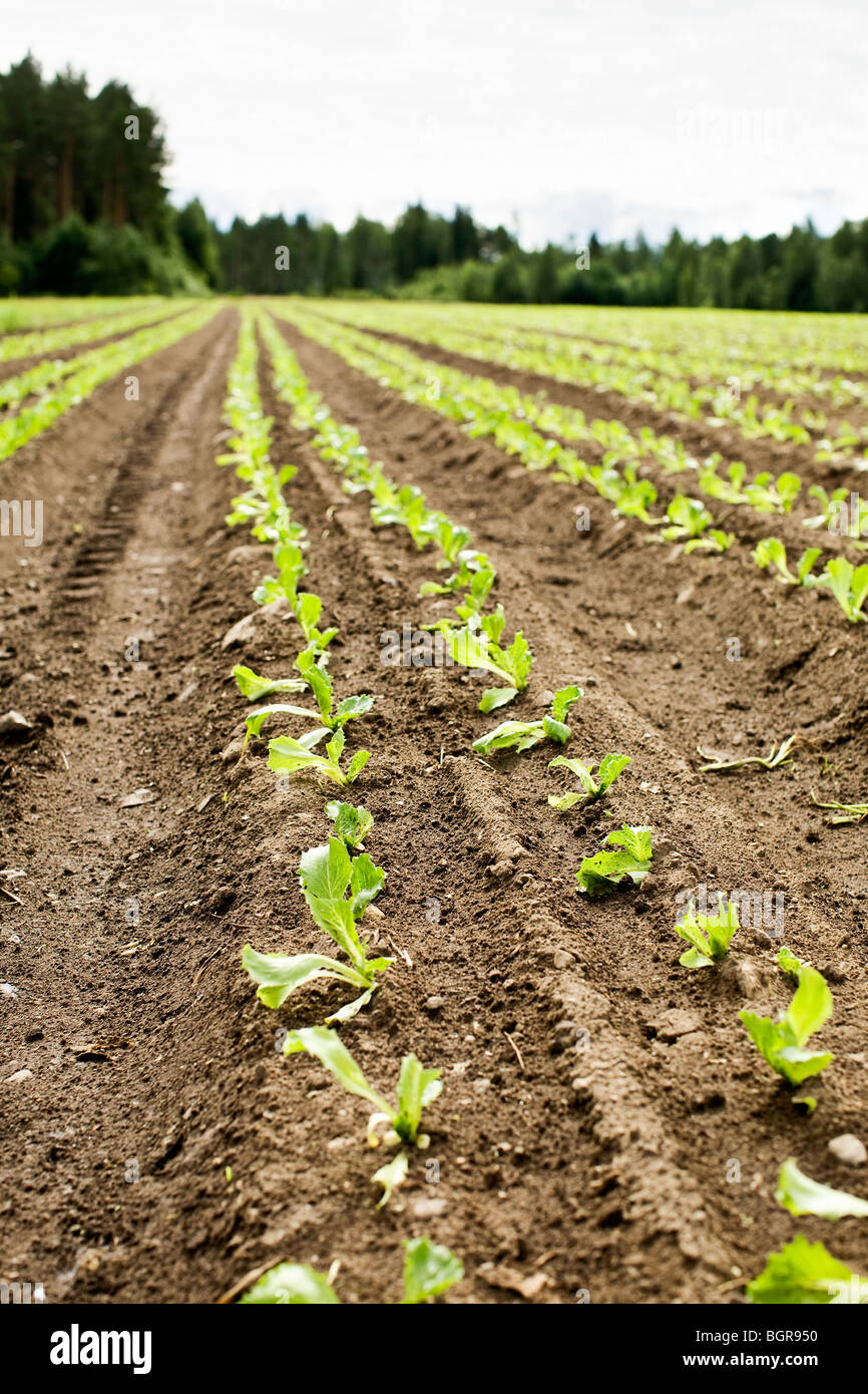 Ein Feld von Eisbergsalat, Finnland. Stockfoto