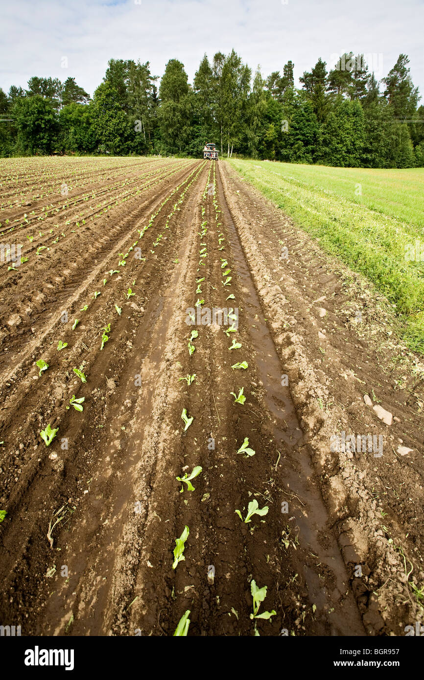 Ein Feld von Eisbergsalat, Finnland. Stockfoto