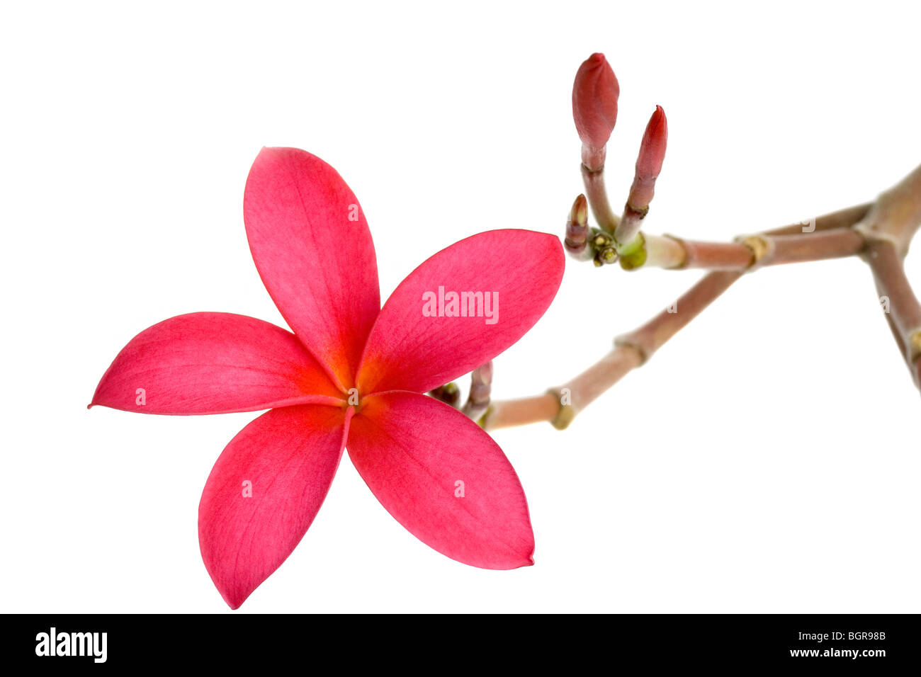 Rote Frangipani Blume isoliert auf weißem Hintergrund Stockfoto