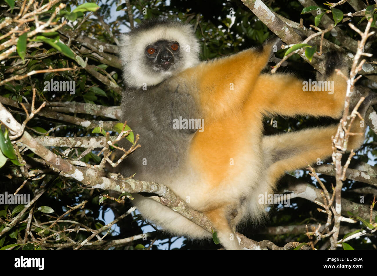 Matrizengeformte Sifaka (Propithecus Diadema), Madagaskar Stockfoto