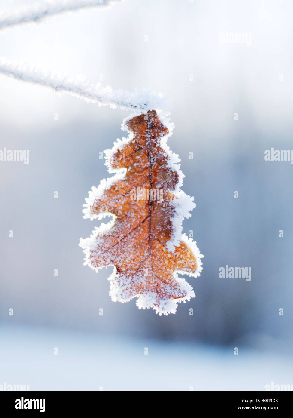 Ein Eis bedeckt Eichenblatt, close-up. Stockfoto