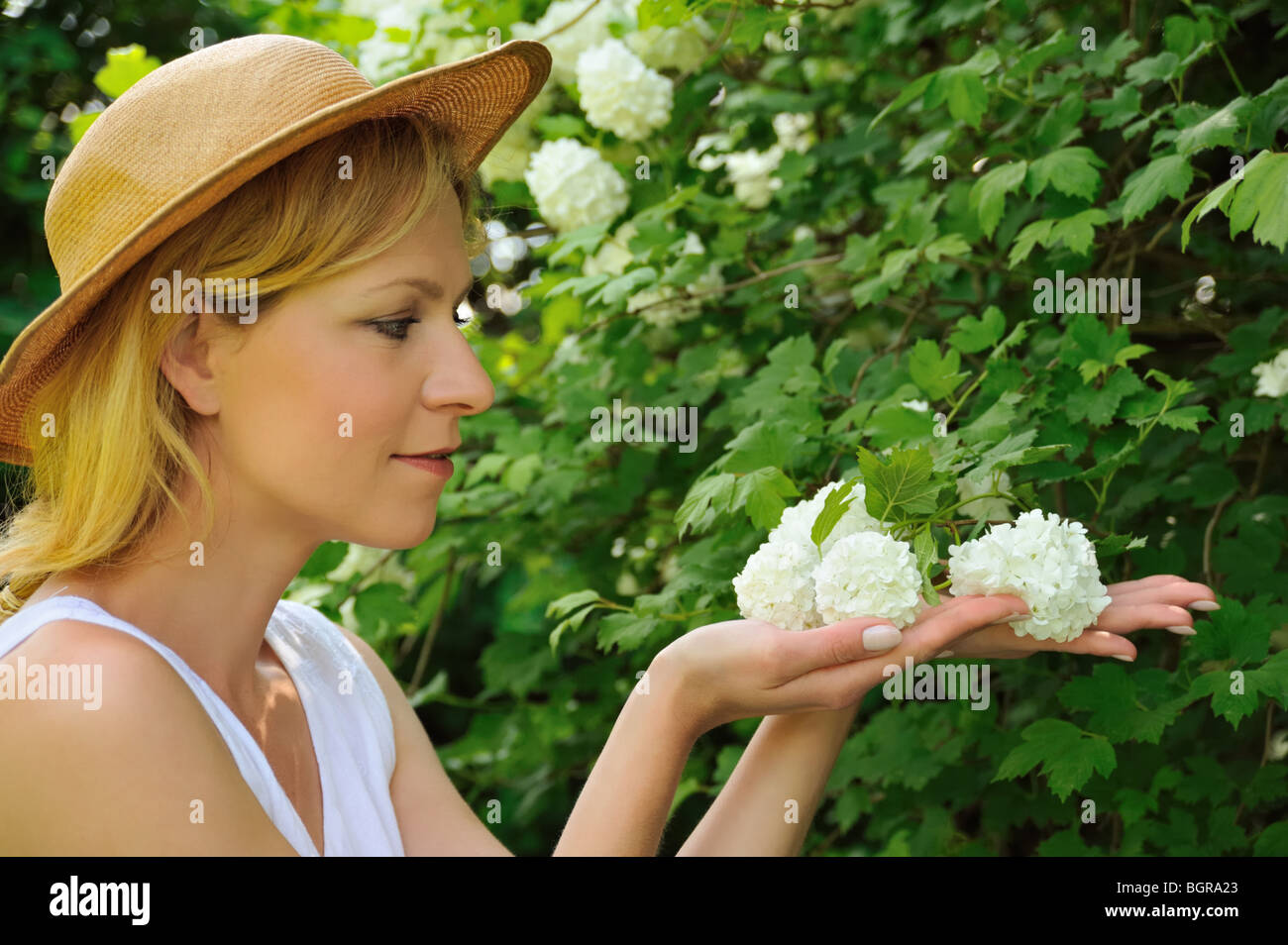 Junge Frau Gartenarbeit - kümmert sich um Schneeball Stockfoto