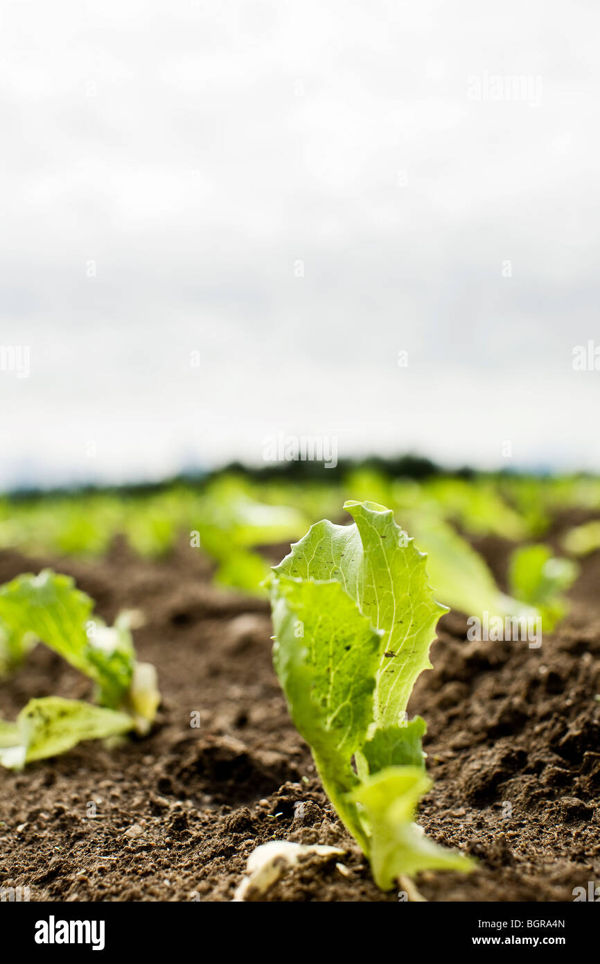 Ein Feld von Eisbergsalat, Finnland. Stockfoto