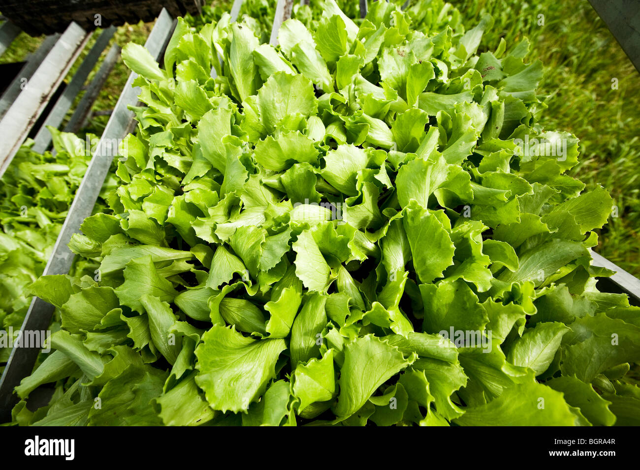 Ein Feld von Eisbergsalat, Finnland. Stockfoto