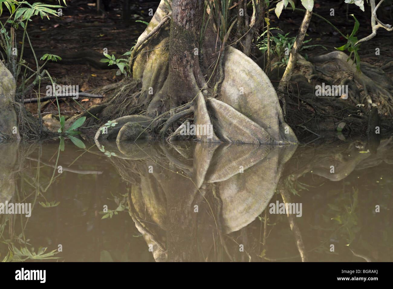 Riesige Baumwurzeln im Regenwald von Borneo auf dem Fluss Menanggol, Sabah, Ost-Malaysia Stockfoto