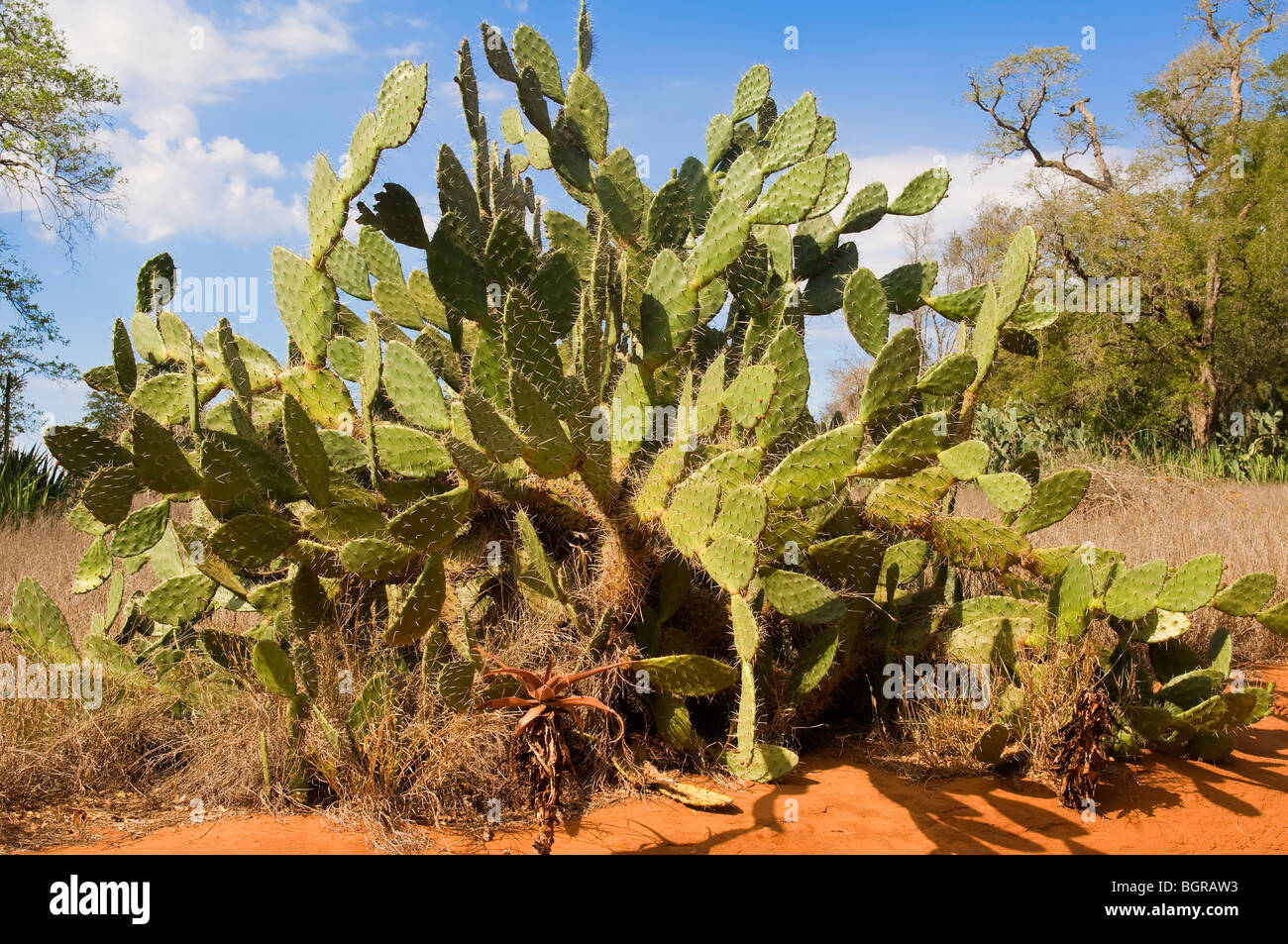 Berenty Reserve, Kaktus, Madagaskar Stockfoto