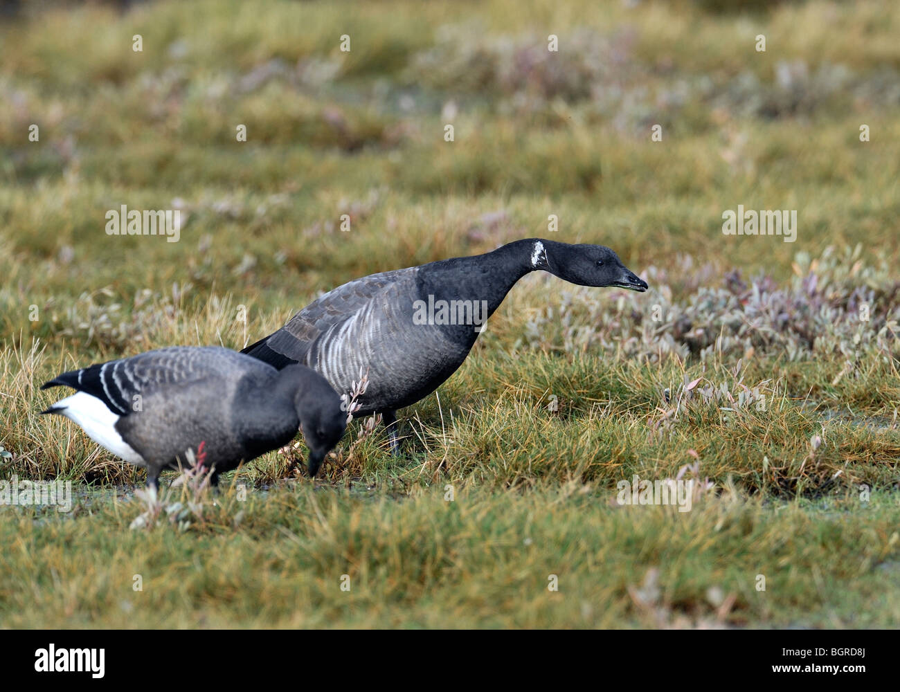 Brent - Brant Gans. Branta Bernicla ON THE SALT MARSH. Stockfoto