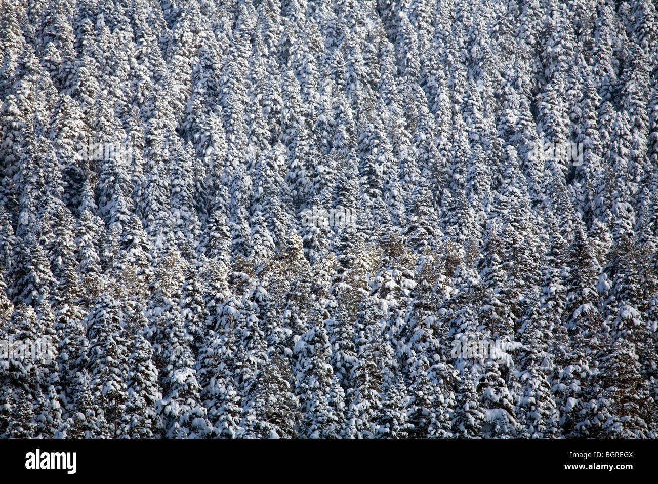 Schneebedeckte Pinienwald Aladag Bolu Türkei Stockfoto