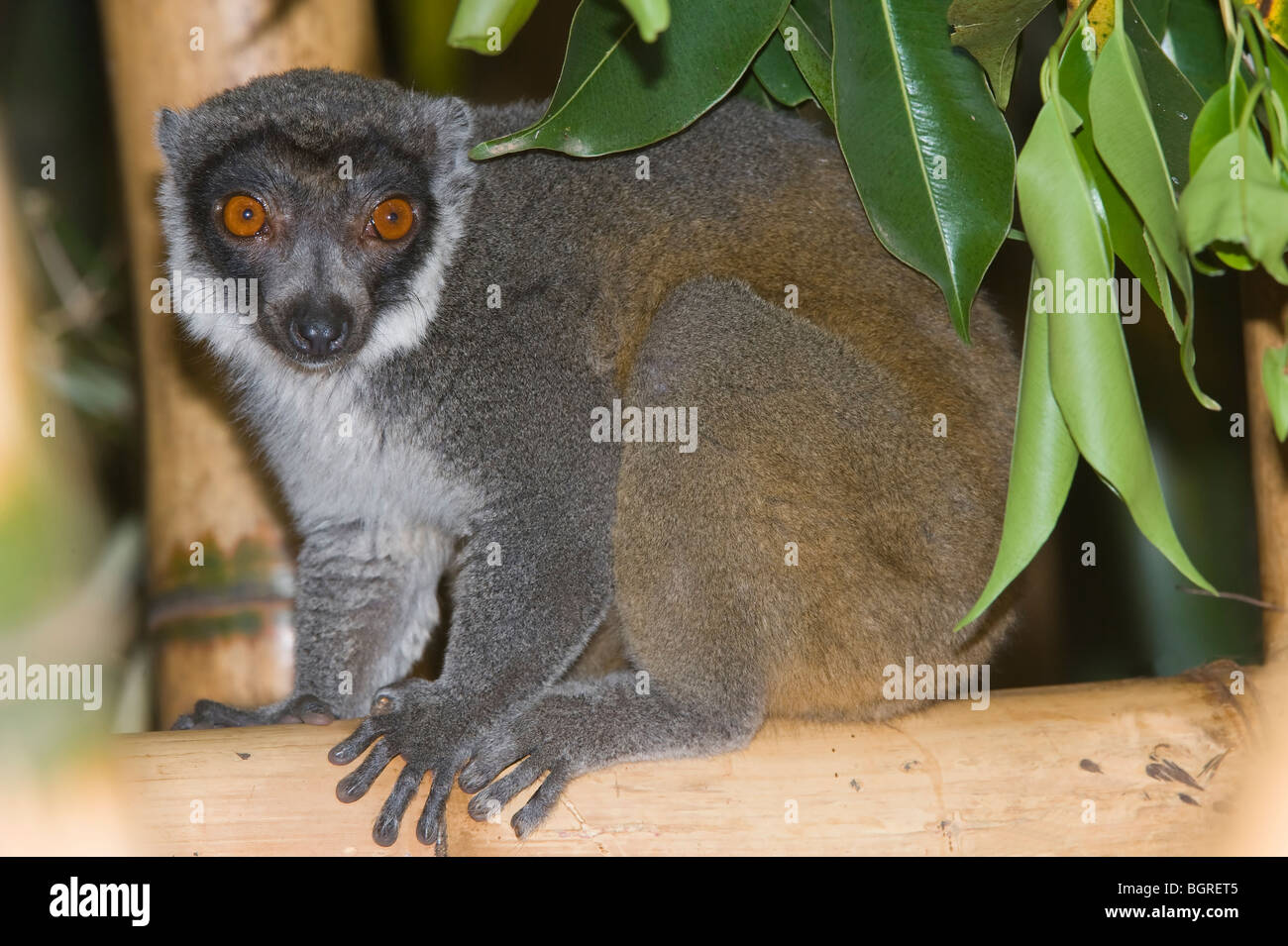 Mungo Lemur (Eulemur Mongoz), Madagaskar Stockfoto