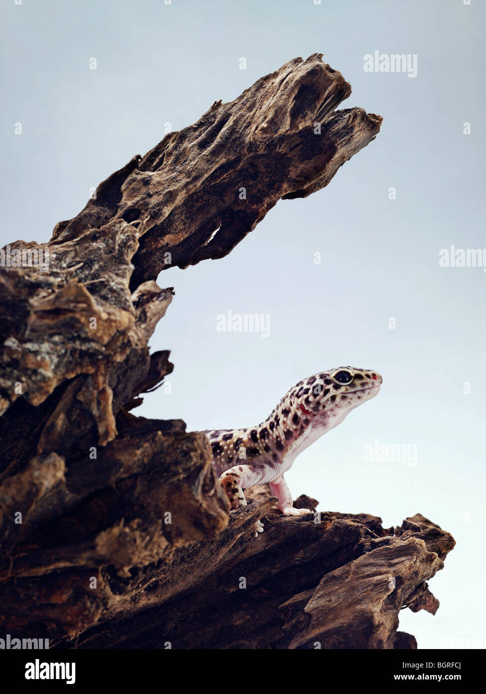 Eine Eidechse. Stockfoto