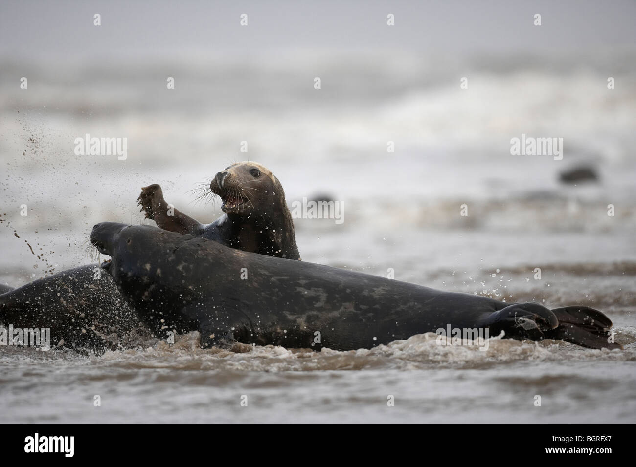 Graue Dichtungen, Halichoerus Grypus, spielen in der Brandung, Donna Nook, uk Stockfoto