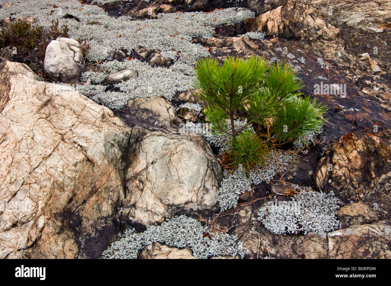 Rote Kiefer (Pinus Resinosa) Sämling und Wooly Schaum Flechten auf Felsvorsprung, Greater Sudbury, Ontario, Kanada Stockfoto