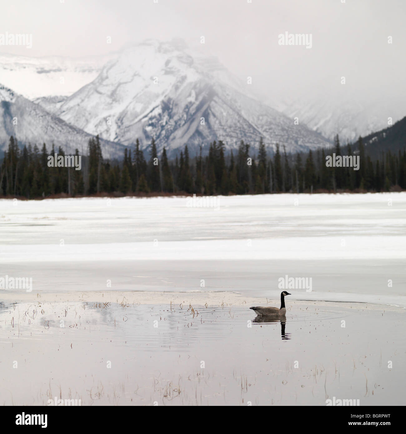 Winterlandschaft, Banff Nationalpark, Alberta, Kanada Stockfoto