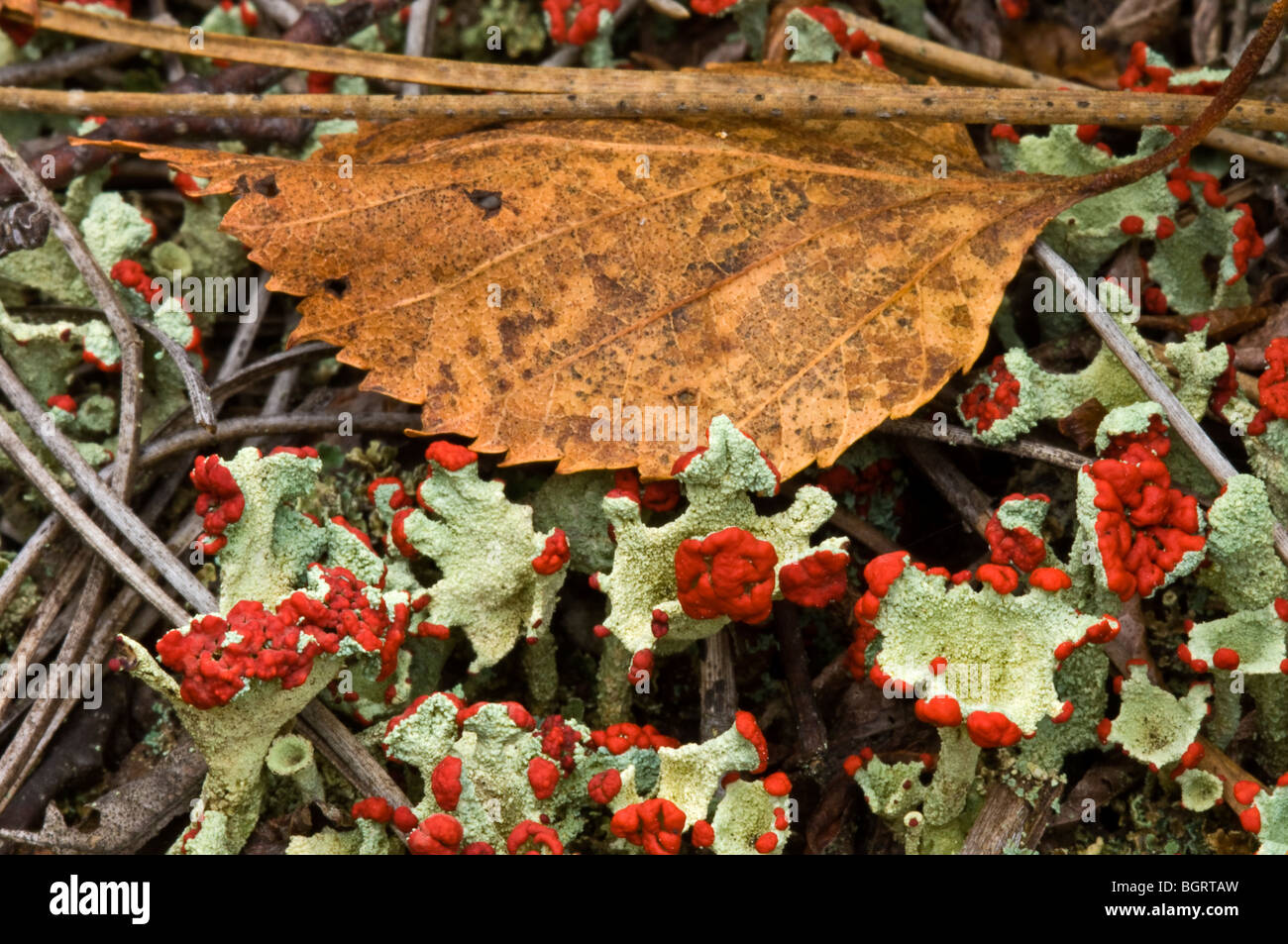 Britischer Soldat Flechten (Cladonia Cristatella) Fruchtkörper und Blatt, Greater Sudbury, Ontario, Kanada Stockfoto