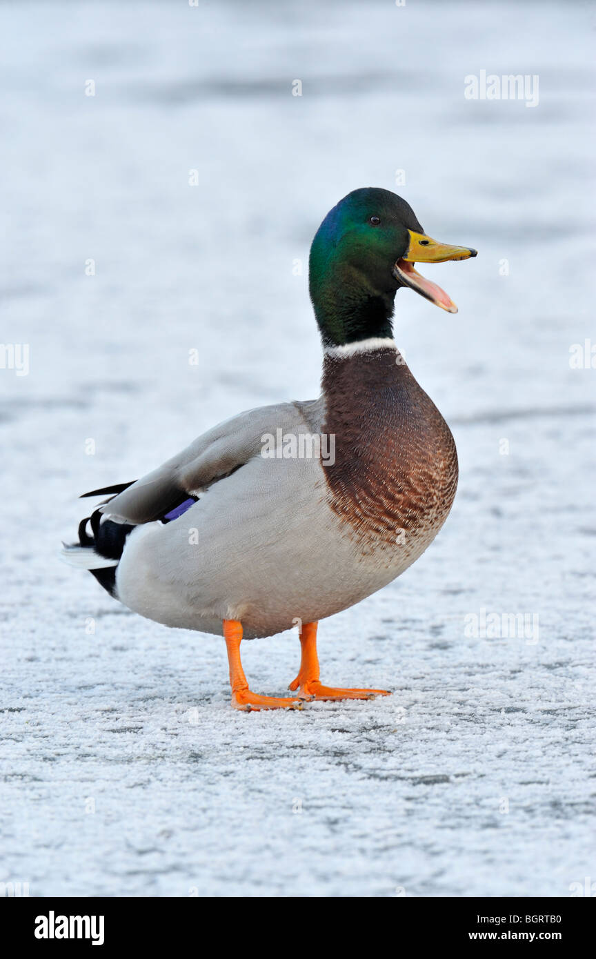 Ein "lachenden" Mallard Drake. (Anas Platyrhynchos) Rechnung offen, auf dem Eis. Stockfoto