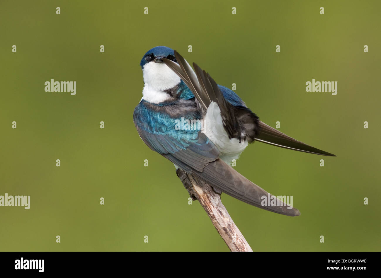 Baum-Schwalbe putzen Stockfoto