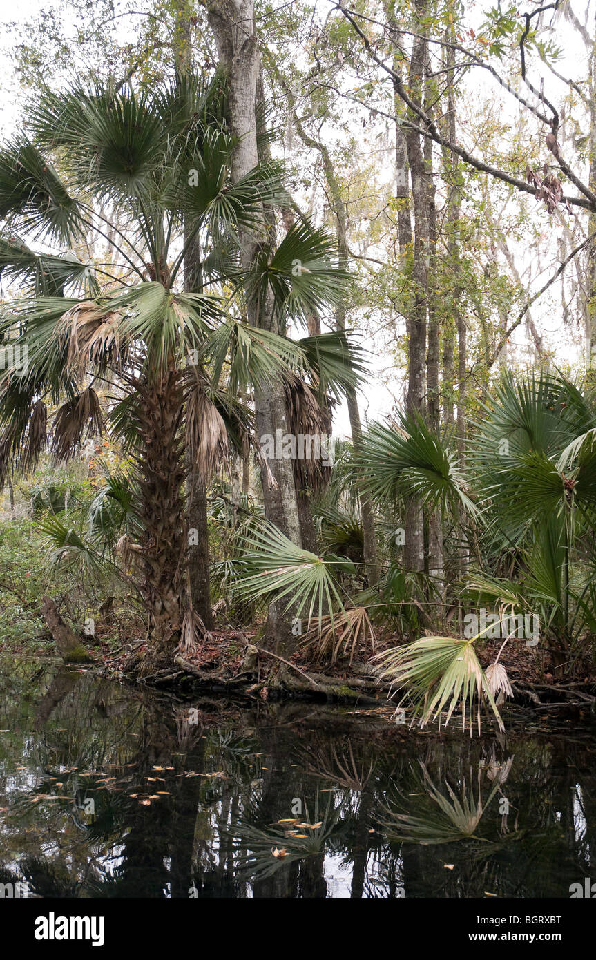 Silver Springs Ocala, Florida Attraktion Tourist Tourismus entlang Flusskreuzfahrt Stockfoto