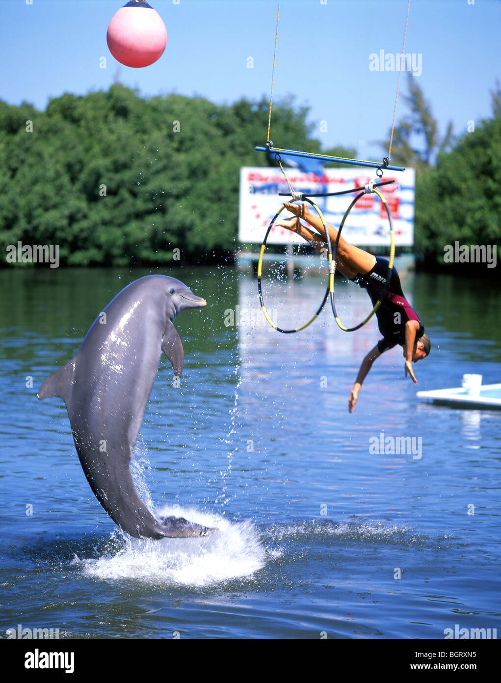 Schwimmen mit Delfinen, Varadero, Matanzas, Republik Kuba Stockfotografie -  Alamy