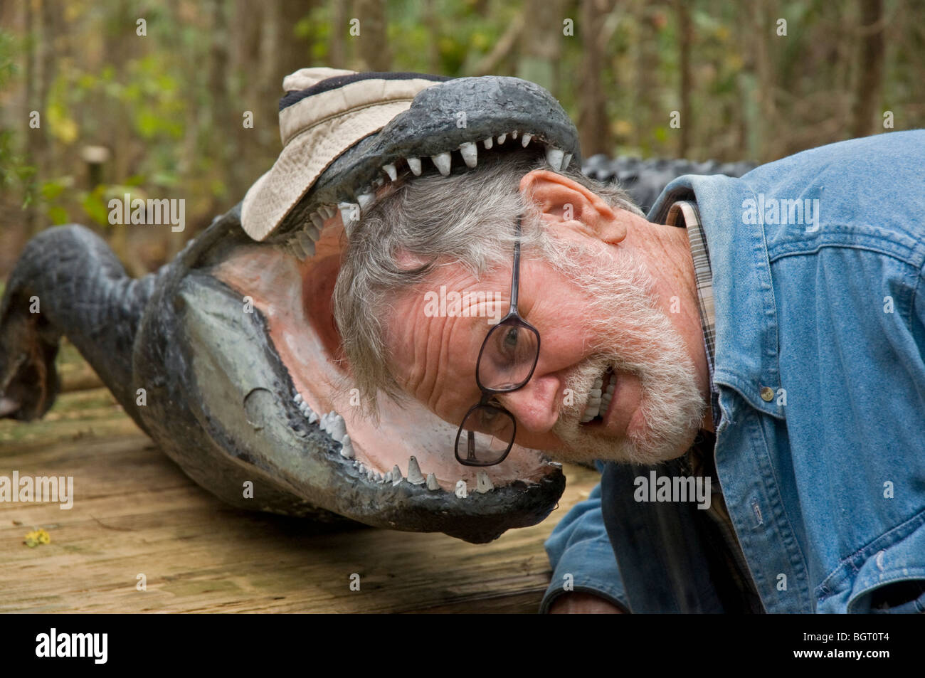 Mann stellt posiert Kopf Modell Alligator Silver Springs Florida Stockfoto